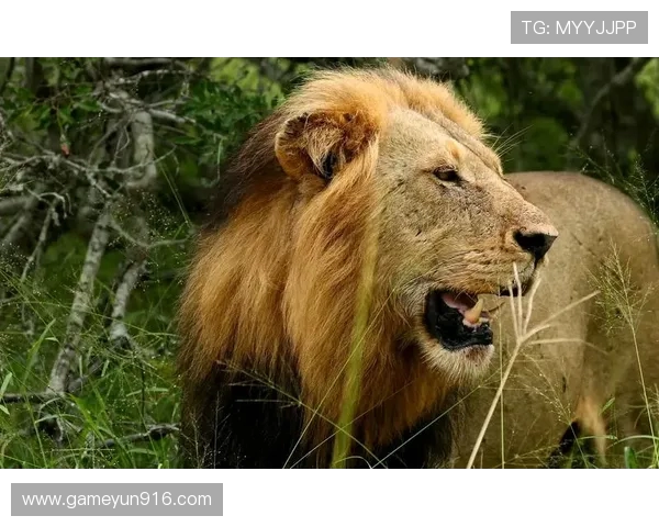 南非雄狮碾压野蛮人队，友谊赛狂揽 35 分创纪录(1)